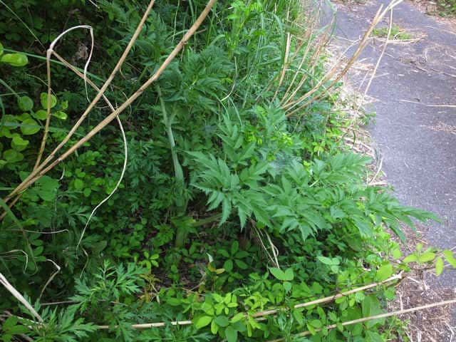 �����C�O�T