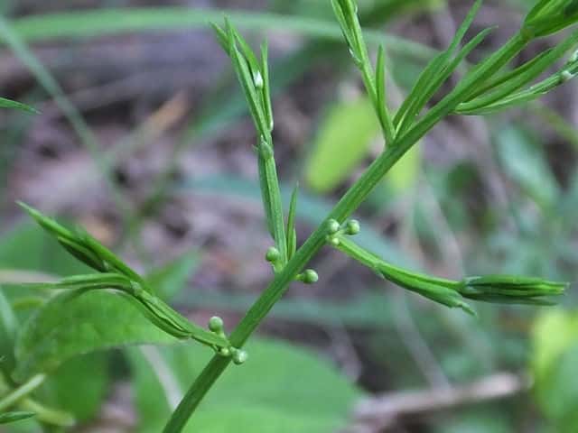 �L�W�J�N�V