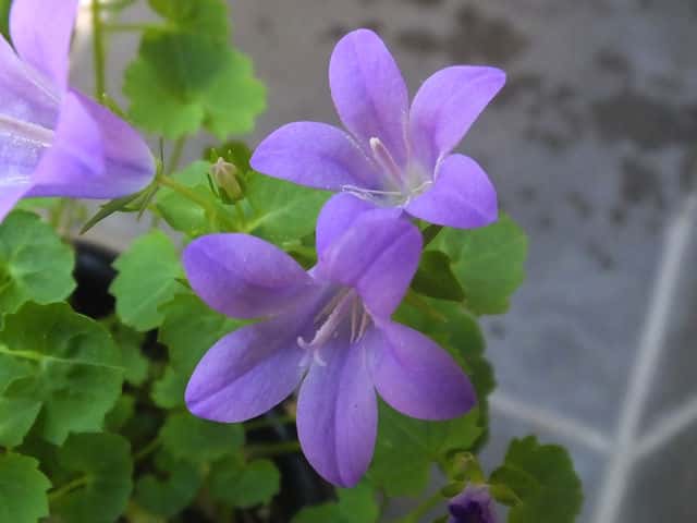 オトメギキョウ