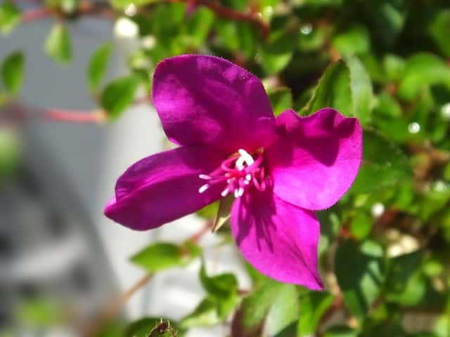 メキシコノボタン