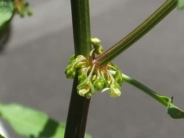 �A���`�M�V�M�V