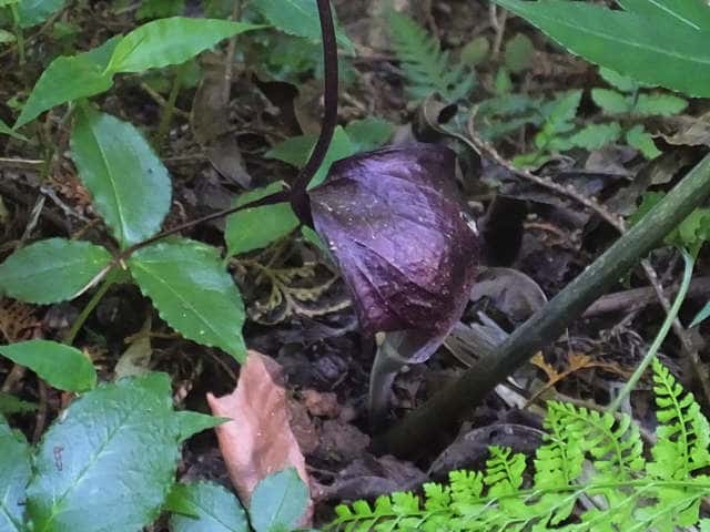 �i���S�N�E���V�}�\�E