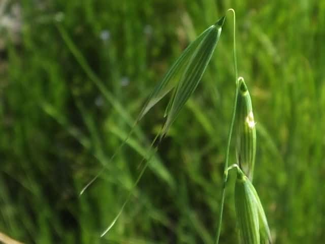 �R�J���X���M