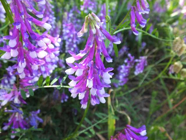 �i���N�T�t�W