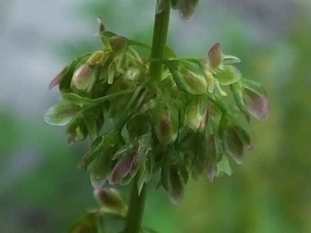 エゾノギシギシ