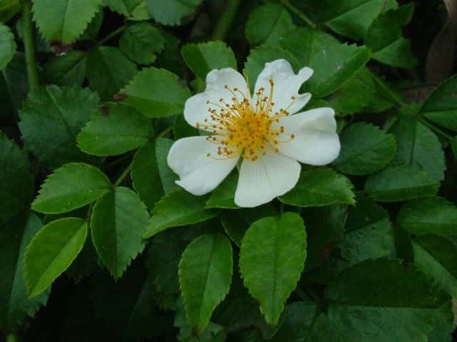 テリハノイバラ