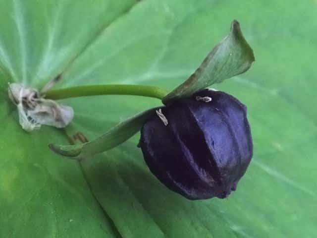 �G�����C�\�E