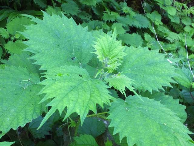 �~���}�C���N�T