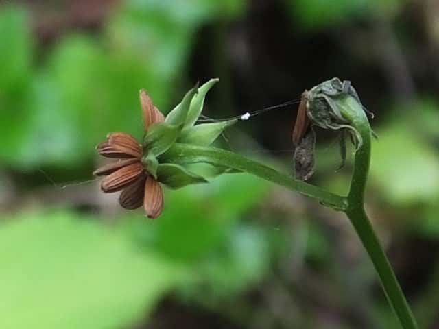 ���u�^�r���R