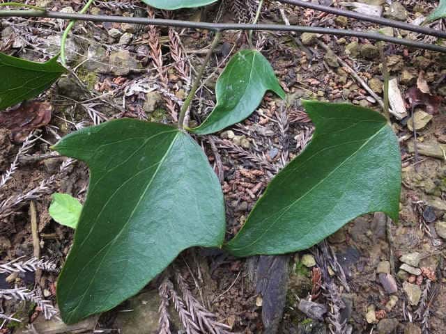 �c�d���t�W