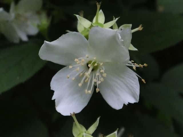 �o�C�J�E�c�M