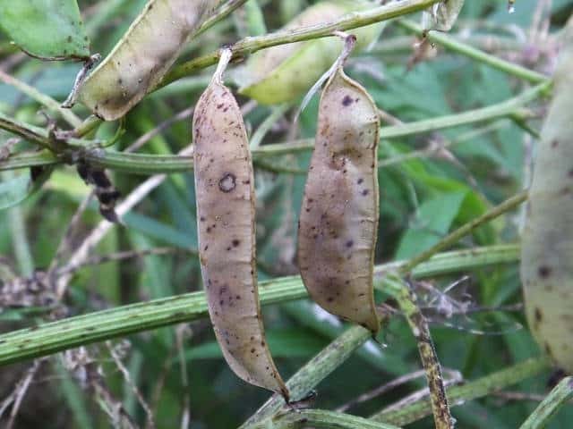 �i���N�T�t�W