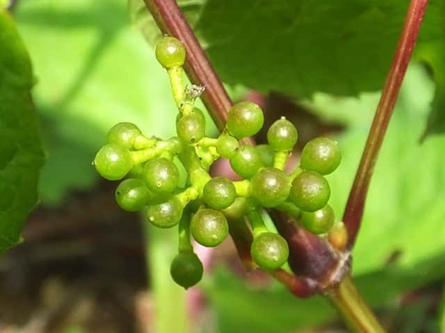 �T���J�N�d��