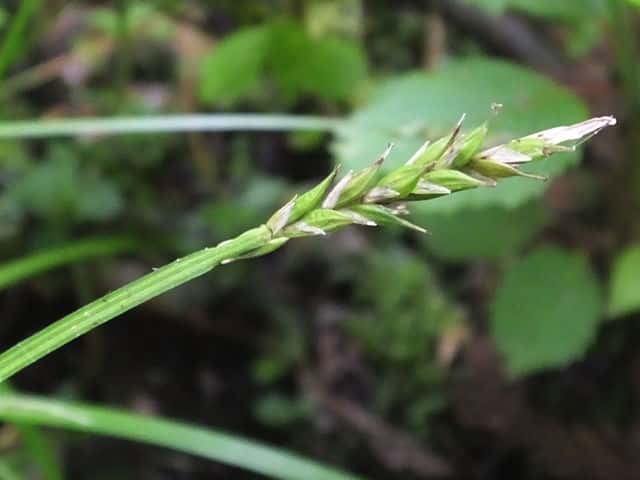 �V���R�X�Q