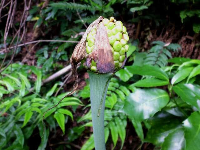 �}���V�O�T