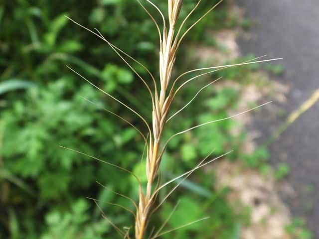 �^�`�J���W