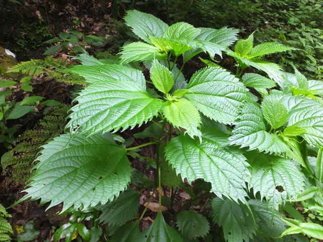 ヒロハノナガバヤブマオ