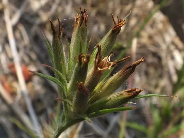 �m�n���i�f�V�R