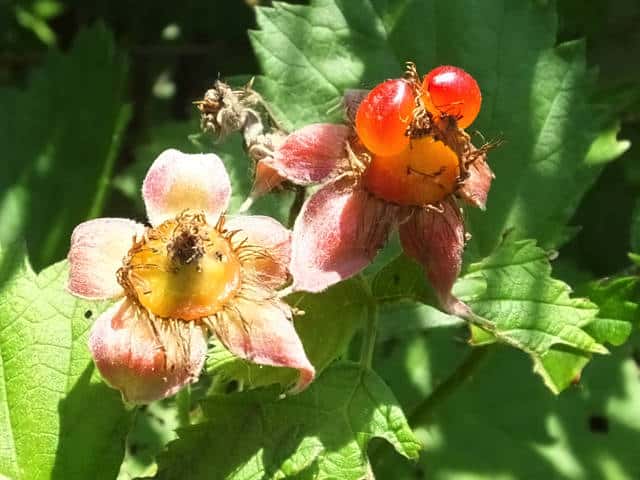 �i���V���C�`�S