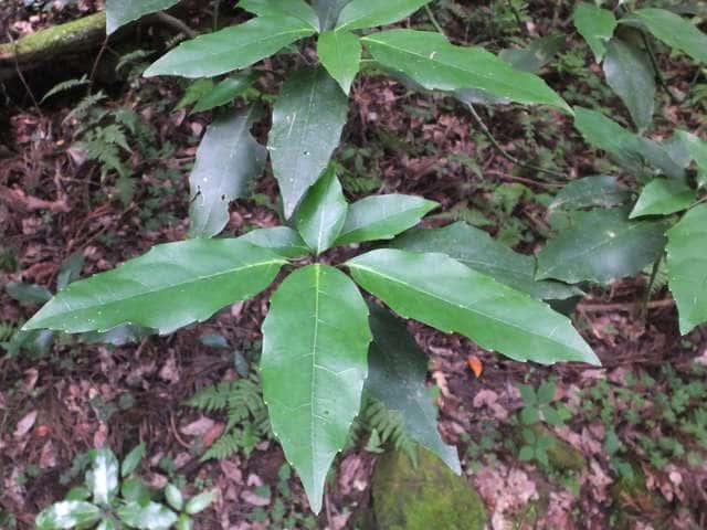 �i���S�N�A�I�L