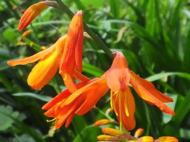 �q���q�I�E�M�Y�C�Z��