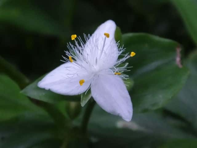 ミドリハカタカラクサ