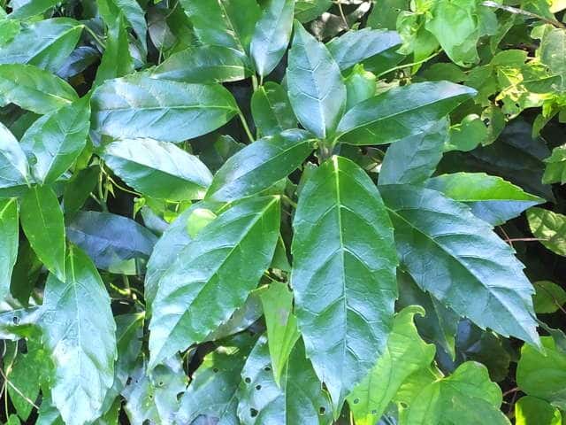 �i���S�N�A�I�L