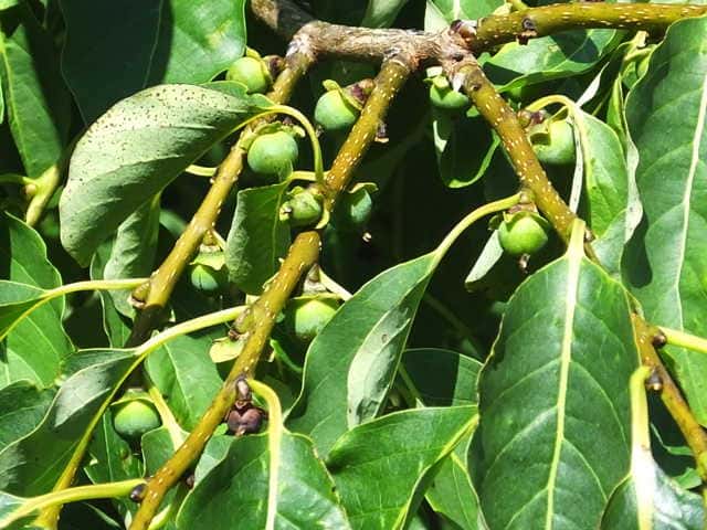 �����E�L���E�}���K�L