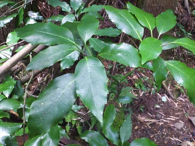 �i���S�N�A�I�L