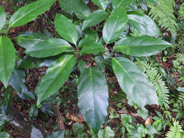 �i���S�N�A�I�L