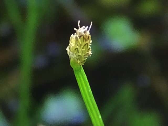 �I�I�n���C