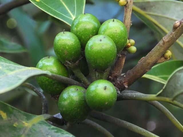 �V���_��