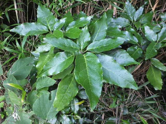 �i���S�N�A�I�L