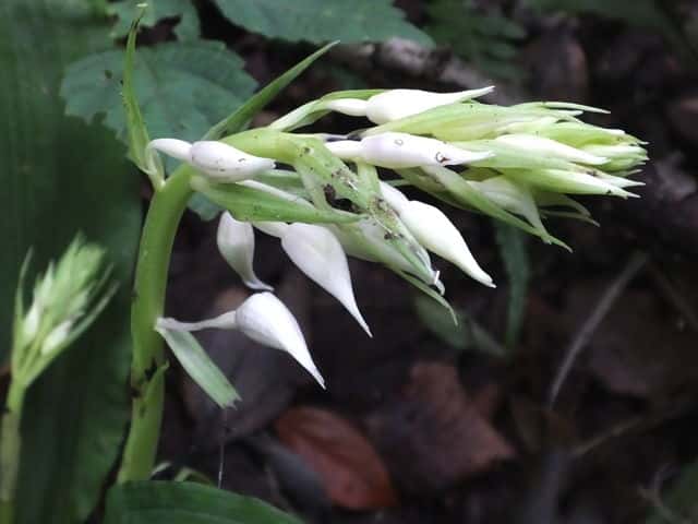 �i�c�G�r�l