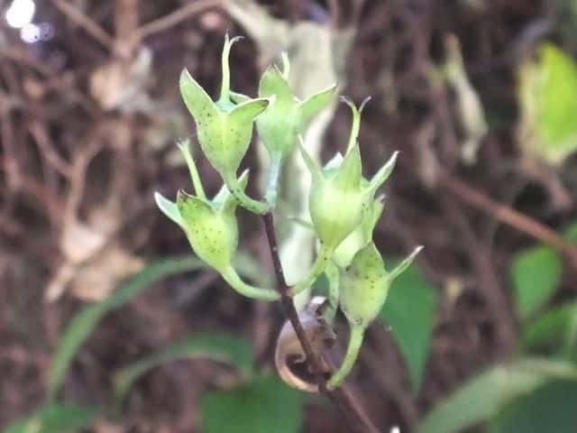 �o�C�J�E�c�M