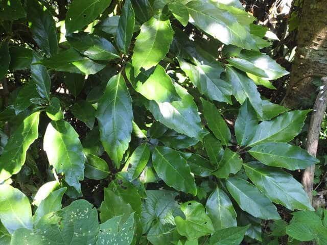 �i���S�N�A�I�L