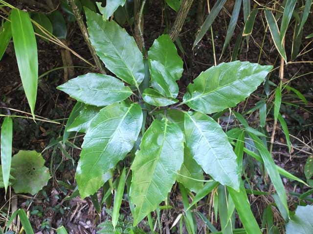 �i���S�N�A�I�L