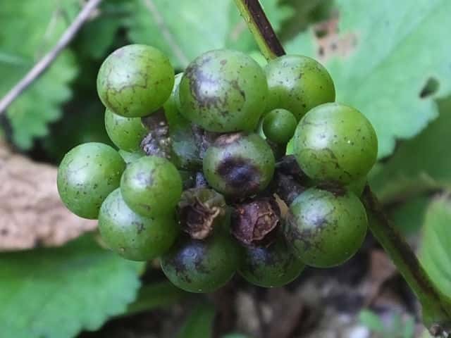 �T���J�N�d��