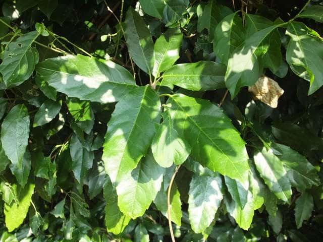 �i���S�N�A�I�L