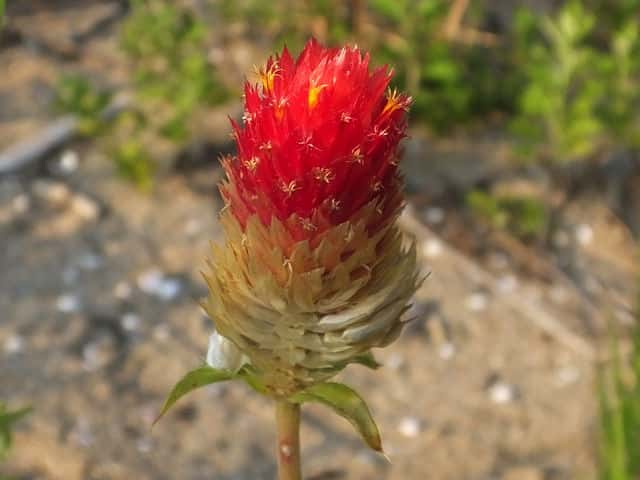 アメリカセンニチコウ