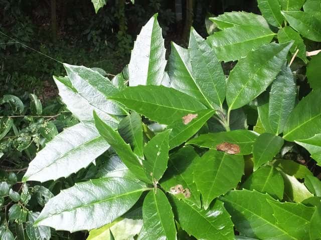 �i���S�N�A�I�L