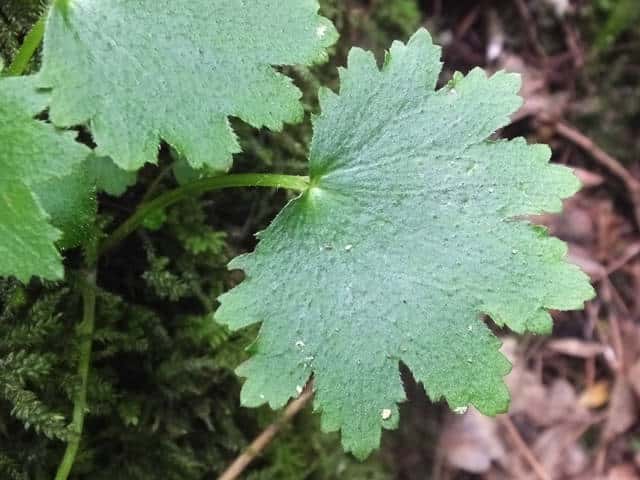 �W���W�\�E