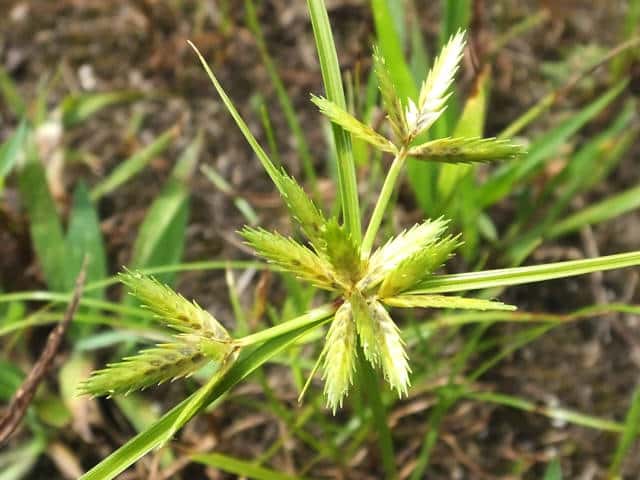 �N�O�K���c��