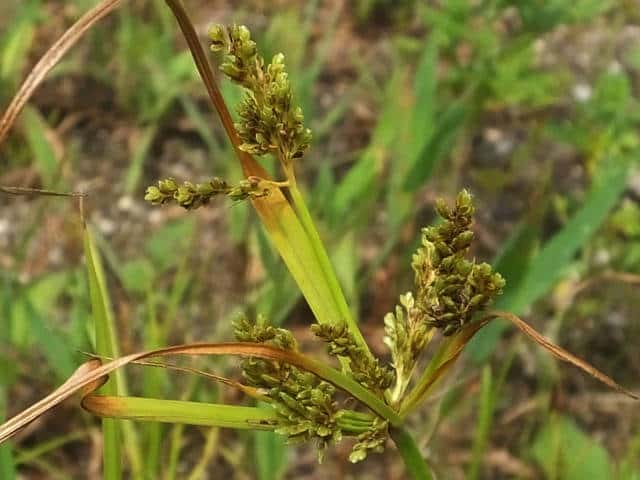 コゴメガヤツリ