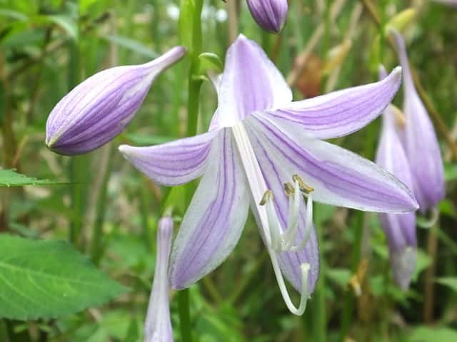 �R�o�M�{�E�V