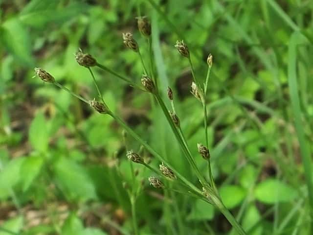 �N���e���c�L