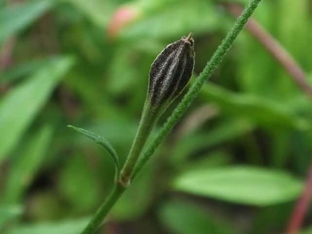 ���E�Q�V���E