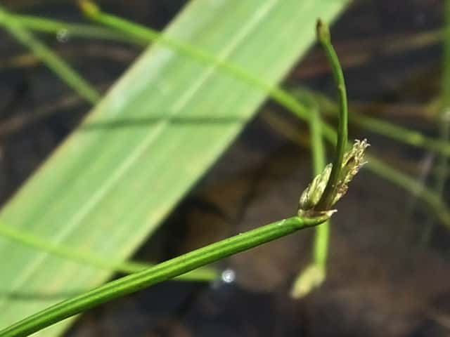 �I�I�n���C