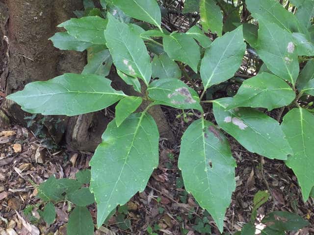 �i���S�N�A�I�L