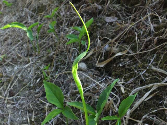 �J���X�r�V���N